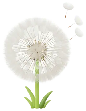Dandelion Releasing Fluffy Seeds