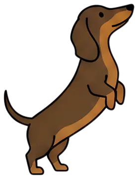 Playful brown dachshund standing on hind legs