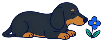 Dachshund Sniffing a Flower